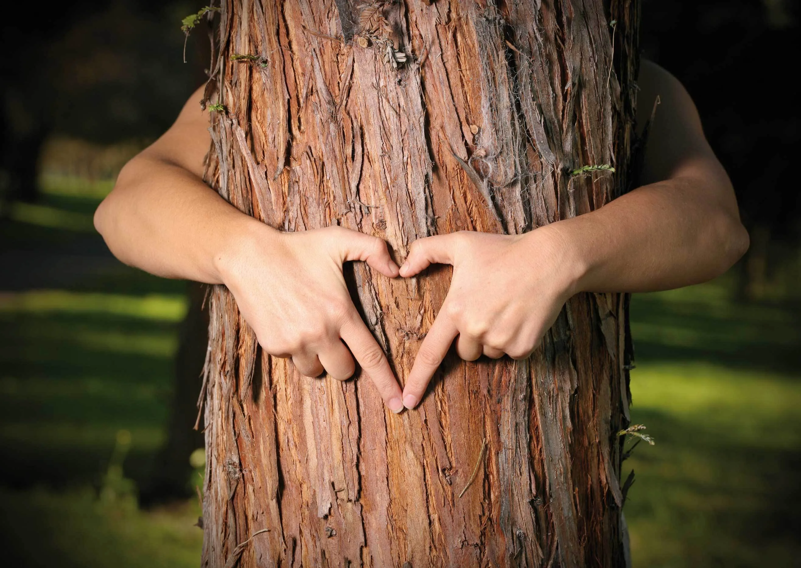 Aus Liebe zur Natur und zum Baustoff Holz - Darstellung der Umarmung eines Baums